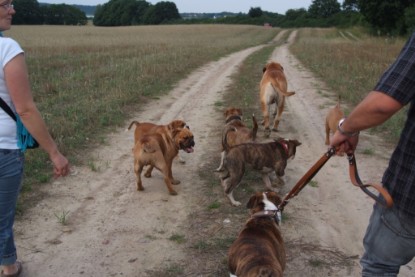 Continental Bulldogs Seeblickbulls Bilderalbum - Conti-Treff 2010