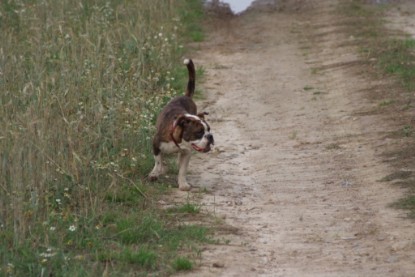 Continental Bulldogs Seeblickbulls Bilderalbum - Conti-Treff 2010