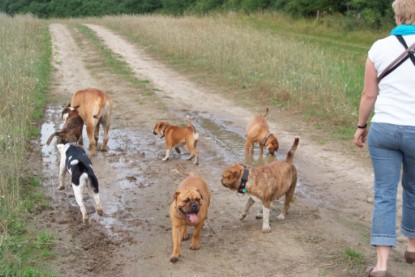 Continental Bulldogs Seeblickbulls Bilderalbum - Conti-Treff 2010