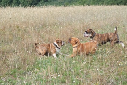 Continental Bulldogs Seeblickbulls Bilderalbum - Conti-Treff 2010