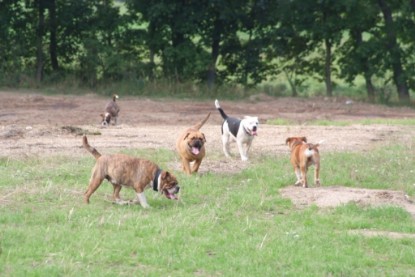 Continental Bulldogs Seeblickbulls Bilderalbum - Conti-Treff 2010