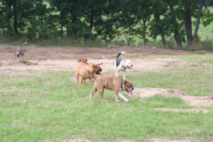 Continental Bulldogs Seeblickbulls Bilderalbum - Conti-Treff 2010