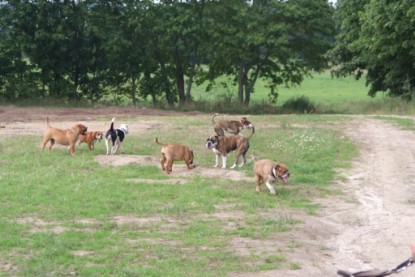 Continental Bulldogs Seeblickbulls Bilderalbum - Conti-Treff 2010