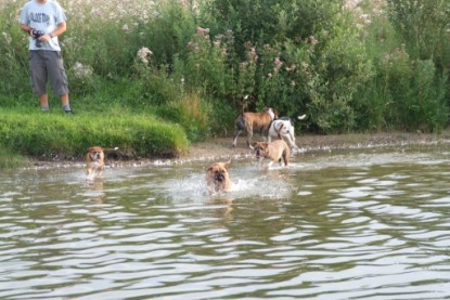 Continental Bulldogs Seeblickbulls Bilderalbum - Conti-Treff 2010