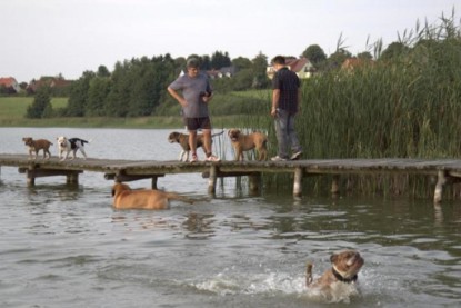 Continental Bulldogs Seeblickbulls Bilderalbum - Sommer 2010