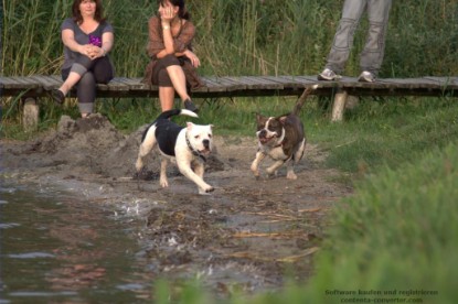 Continental Bulldogs Seeblickbulls Bilderalbum - Conti-Treff 2010