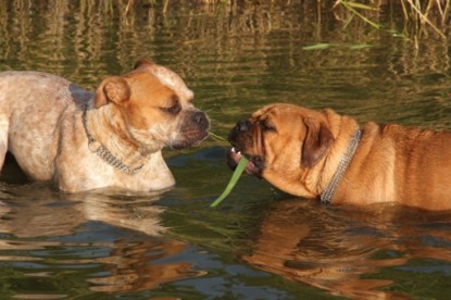 Continental Bulldogs Seeblickbulls Bilderalbum - Sommer 2010