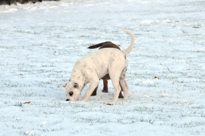 Continental Bulldogs Seeblickbulls Bilderalbum - Babett und Schnee