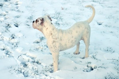 Continental Bulldogs Seeblickbulls Bilderalbum - Babett und Schnee