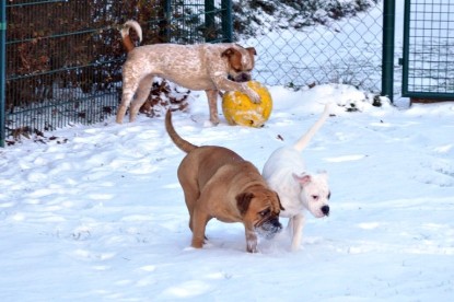 Continental Bulldogs Seeblickbulls Bilderalbum - Babett und Schnee