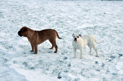 Continental Bulldogs Seeblickbulls Bilderalbum - Babett und Schnee