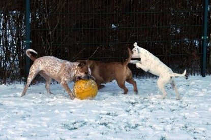 Continental Bulldogs Seeblickbulls Bilderalbum - Babett und Schnee