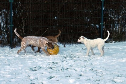 Continental Bulldogs Seeblickbulls Bilderalbum - Babett und Schnee