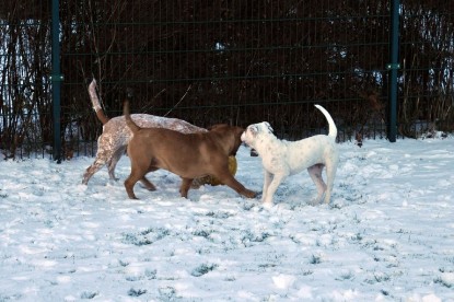 Continental Bulldogs Seeblickbulls Bilderalbum - Babett und Schnee