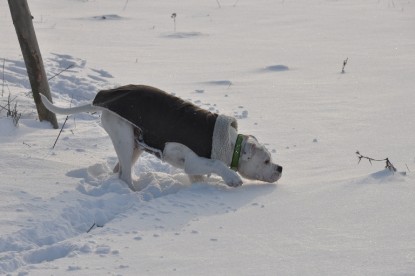 Continental Bulldogs Seeblickbulls Bilderalbum - Babett und Schnee