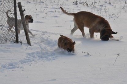 Continental Bulldogs Seeblickbulls Bilderalbum - Babett und Schnee