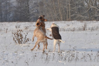 Continental Bulldogs Seeblickbulls Bilderalbum - Babett und Schnee