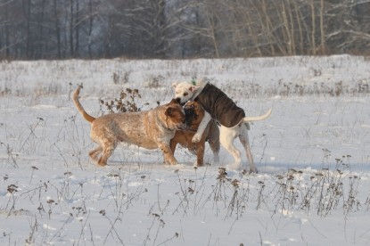 Continental Bulldogs Seeblickbulls Bilderalbum - Babett und Schnee