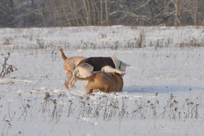 Continental Bulldogs Seeblickbulls Bilderalbum - Babett und Schnee