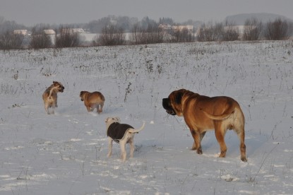 Continental Bulldogs Seeblickbulls Bilderalbum - Babett und Schnee