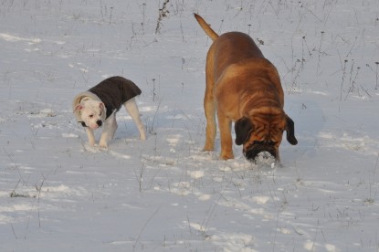 Continental Bulldogs Seeblickbulls Bilderalbum - Babett und Schnee