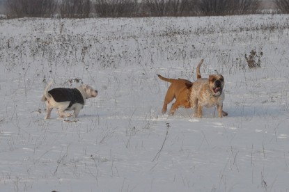 Continental Bulldogs Seeblickbulls Bilderalbum - Babett und Schnee