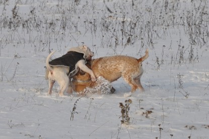 Continental Bulldogs Seeblickbulls Bilderalbum - Babett und Schnee