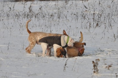 Continental Bulldogs Seeblickbulls Bilderalbum - Babett und Schnee