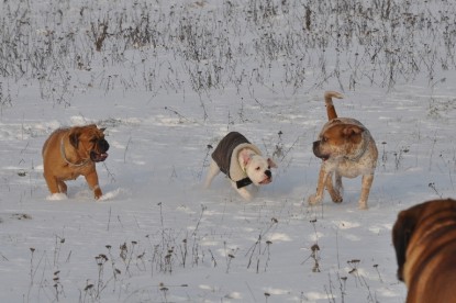 Continental Bulldogs Seeblickbulls Bilderalbum - Babett und Schnee