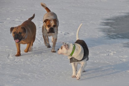 Continental Bulldogs Seeblickbulls Bilderalbum - Babett und Schnee