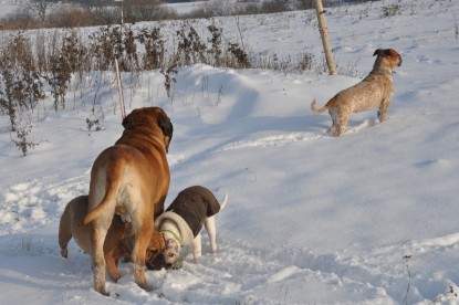 Continental Bulldogs Seeblickbulls Bilderalbum - Babett und Schnee