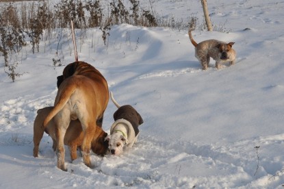 Continental Bulldogs Seeblickbulls Bilderalbum - Babett und Schnee