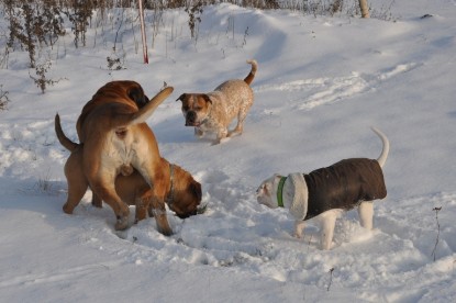 Continental Bulldogs Seeblickbulls Bilderalbum - Babett und Schnee