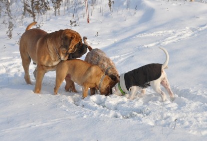 Continental Bulldogs Seeblickbulls Bilderalbum - Babett und Schnee