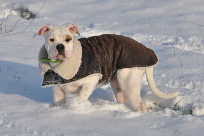 Continental Bulldogs Seeblickbulls Bilderalbum - Babett und Schnee