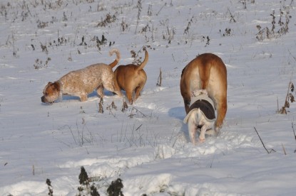 Continental Bulldogs Seeblickbulls Bilderalbum - Babett und Schnee