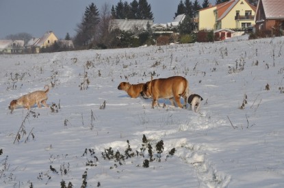 Continental Bulldogs Seeblickbulls Bilderalbum - Babett und Schnee