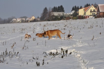 Continental Bulldogs Seeblickbulls Bilderalbum - Babett und Schnee