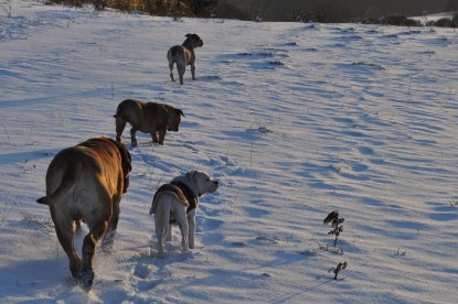 Continental Bulldogs Seeblickbulls Bilderalbum - Babett und Schnee