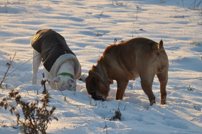 Continental Bulldogs Seeblickbulls Bilderalbum - Babett und Schnee