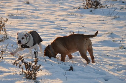 Continental Bulldogs Seeblickbulls Bilderalbum - Babett und Schnee