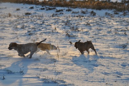 Continental Bulldogs Seeblickbulls Bilderalbum - Babett und Schnee