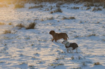 Continental Bulldogs Seeblickbulls Bilderalbum - Babett und Schnee