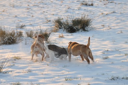 Continental Bulldogs Seeblickbulls Bilderalbum - Babett und Schnee