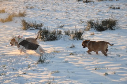 Continental Bulldogs Seeblickbulls Bilderalbum - Babett und Schnee