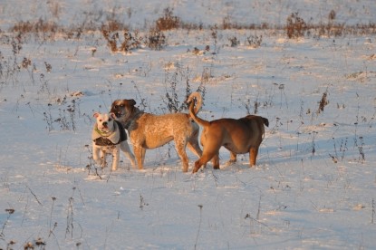 Continental Bulldogs Seeblickbulls Bilderalbum - Babett und Schnee