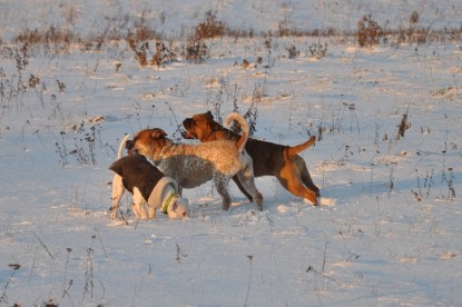 Continental Bulldogs Seeblickbulls Bilderalbum - Babett und Schnee