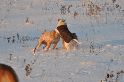 Continental Bulldogs Seeblickbulls Bilderalbum - Babett und Schnee