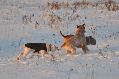 Continental Bulldogs Seeblickbulls Bilderalbum - Babett und Schnee