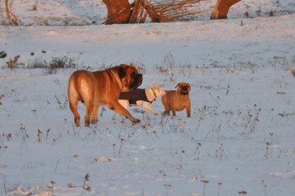 Continental Bulldogs Seeblickbulls Bilderalbum - Babett und Schnee